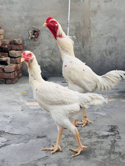 Imported German O Shamo & Thai Pakoy Chicks