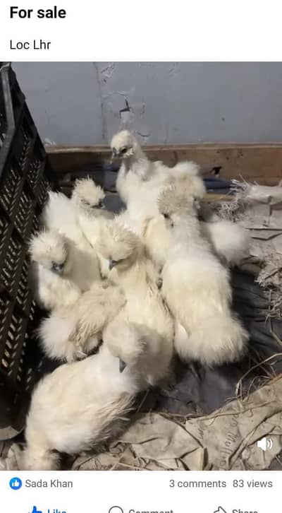 white silkie
