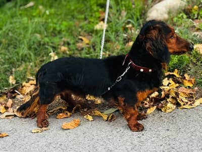 Dachshund male -toy breed