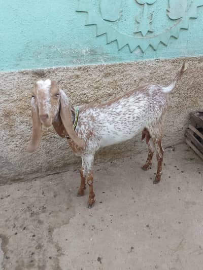 Makki cheni