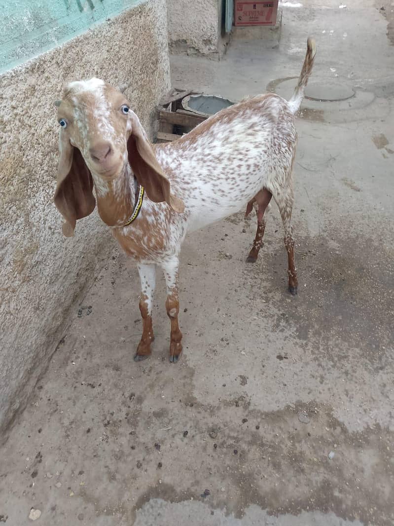 Makki cheni 2