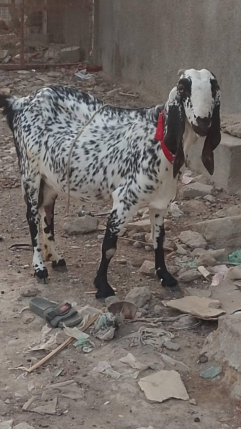 Makki cheni 3