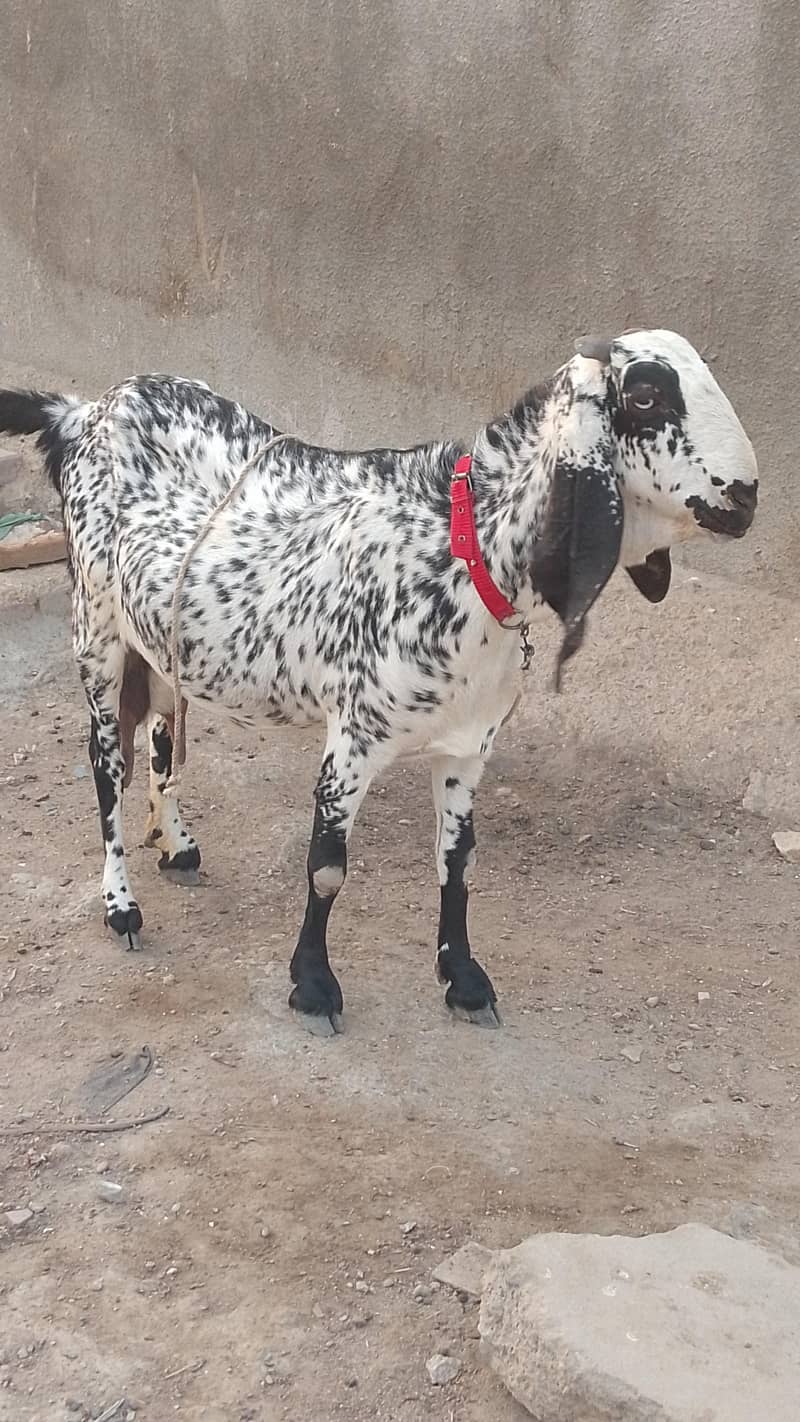 Makki cheni 4