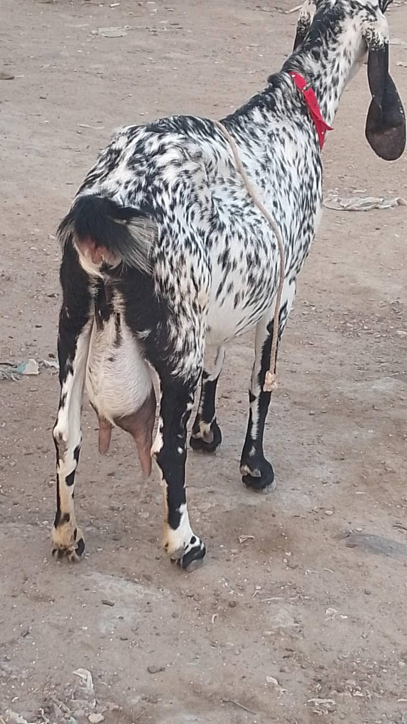 Makki cheni 5