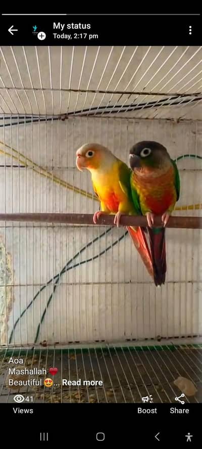 urgent High red factor conure pineapple  , green chick 03168260955