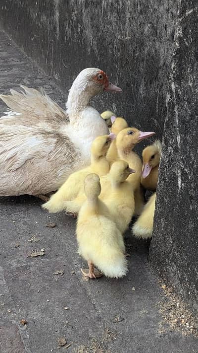 Muscovy duck mugg duck chicks