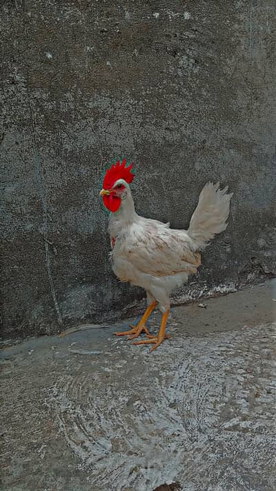 White DESI MURG FOR SALE