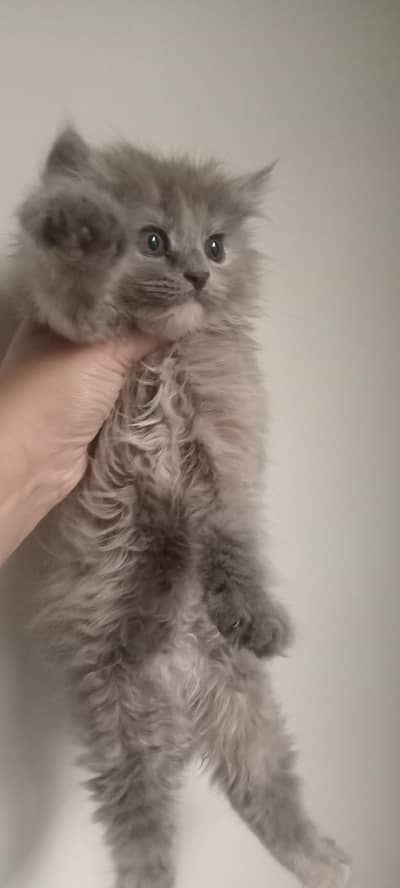 Persian kittens are available for adoption