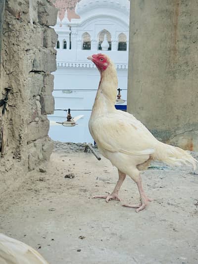 White hen and wlaiti Mianwali croos Chicks