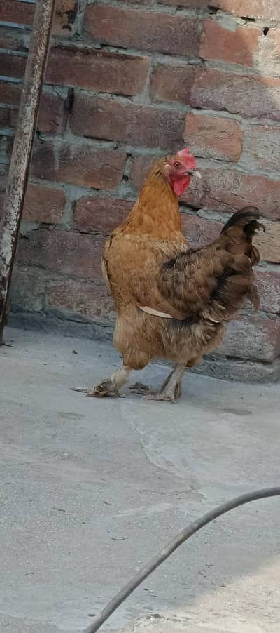 Golden and black buff cross hens
