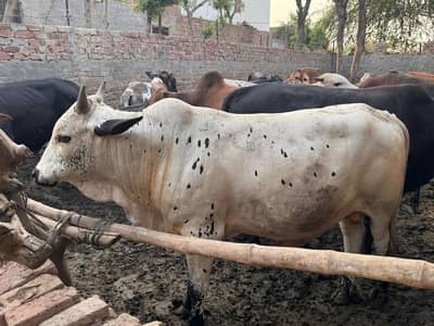 Qurbni Janwar