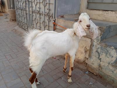 Bakra for qurbani