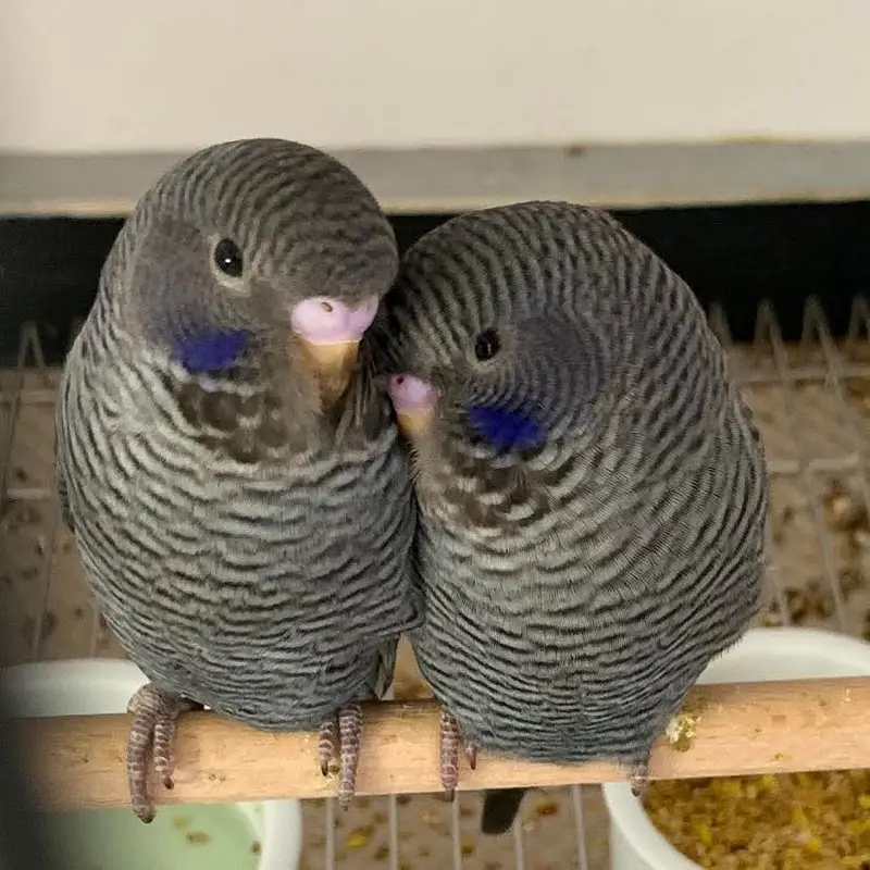 Bajree Birds | Albino | Black Face | Black Wings | Combos |Parrots — photo 5