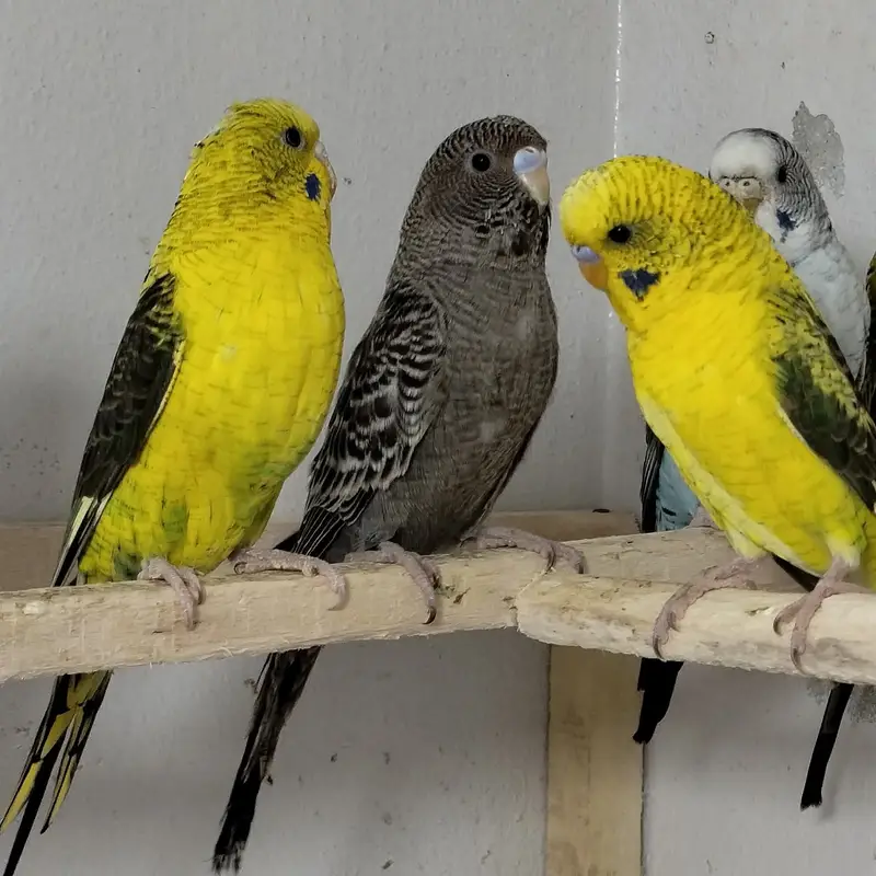 Bajree Birds | Albino | Black Face | Black Wings | Combos |Parrots — photo 10