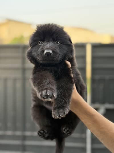 Non Pedigreed German Shepherd Show Class  |Imported Bloodline