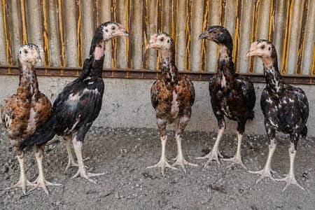 Aseel Chicks for Sale | 2 Month Age | Home Breed | Healthy & Active