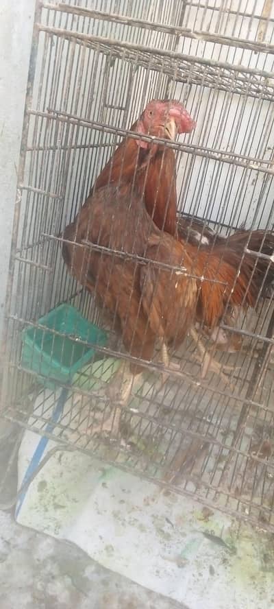 aseel quality male for sale