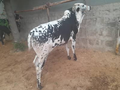 sahiwal Bull /cholistani Bachra /dondy bachre/Qurbani 2026 /desi bulls