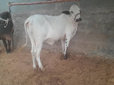 sahiwal Bull /cholistani Bachra /dondy bachre/Qurbani 2026 /desi bulls