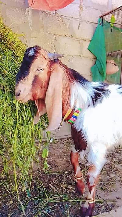 Bakra for sale Qurbani or breeding