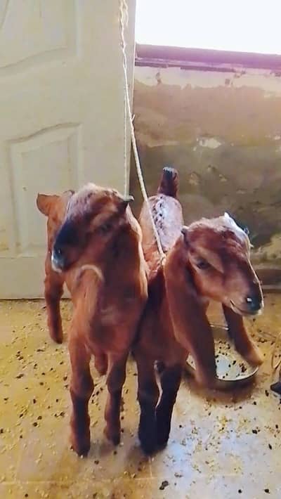 Nagra kids male pair for sale in karachi