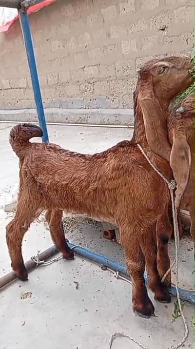 Nagra kid male for sale in karachi