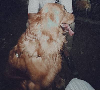 Golden Retriever Pedigree For sale