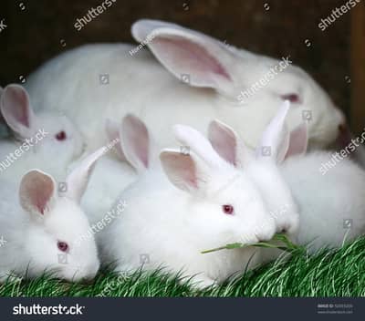 original red eyes rabbits