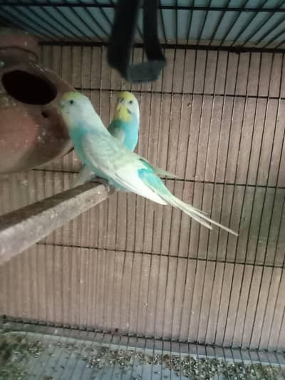 rainbow or spengal breeder pair
