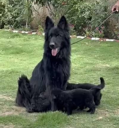 Pedigreed Black gsd pups long coated