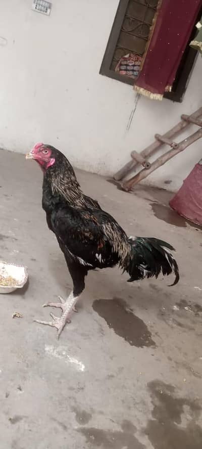 daragan pata h or 2ra karaso ma pata h