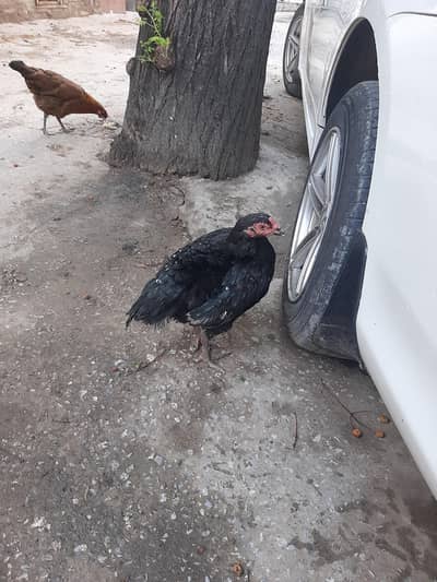 Healthy and heavy aseel hen