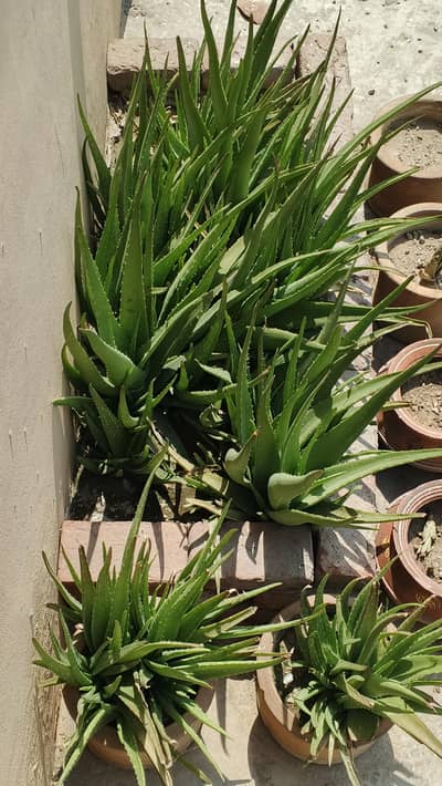 Aleo Vera Plants For Sale. Best for skin. Ph: 03224027069
