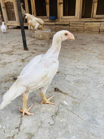 White King O shamoo, Ayam cemani, American brezee desi and other breed