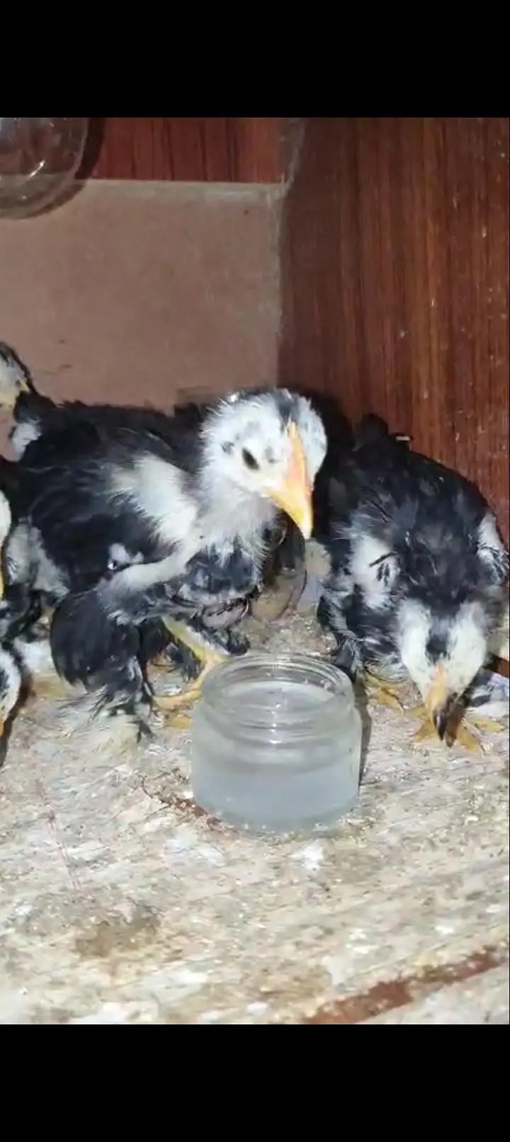White King O shamoo, Ayam cemani, American brezee desi and other breed — photo 4