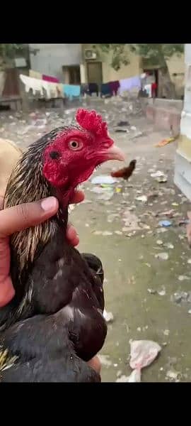 aseel murga for sale