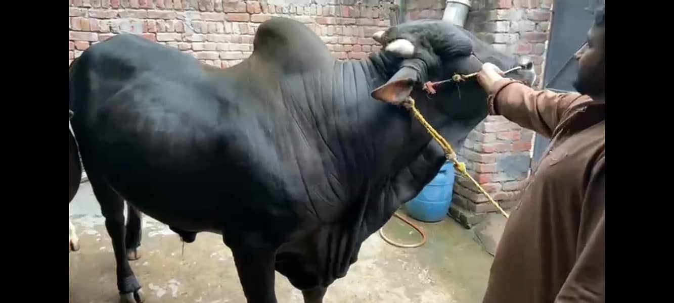 قربانی کے لیے صحت مند ویہڑا 17 من 1
