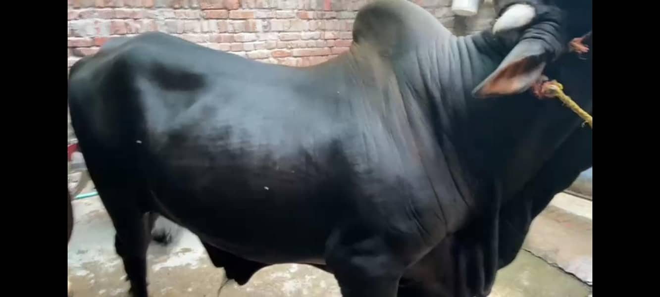 قربانی کے لیے صحت مند ویہڑا 17 من 2