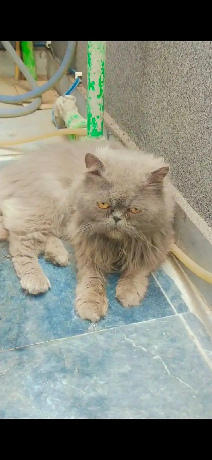 Persian male for sale