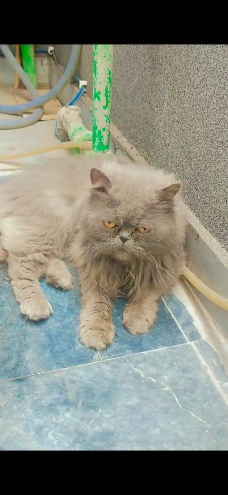 Persian male for sale — photo 2