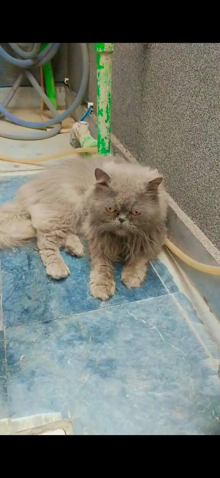 Persian male for sale — photo 3