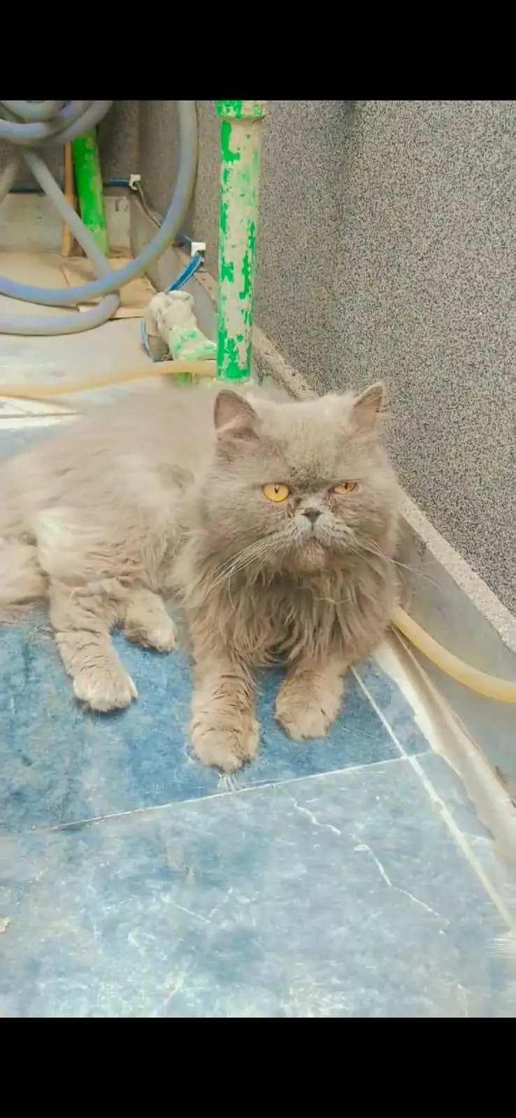 Persian male for sale — photo 4