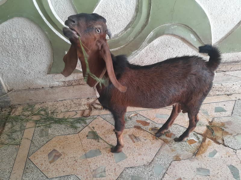 bakra ando 0