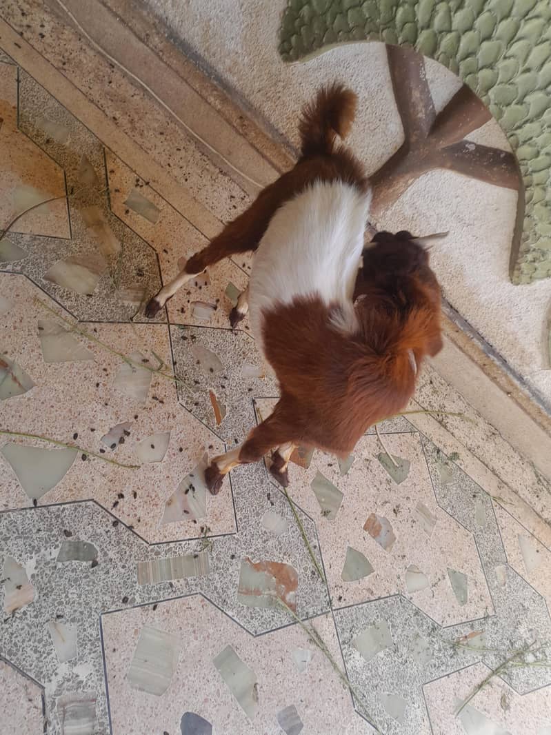 bakra ando 1