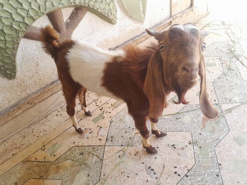 bakra ando 2