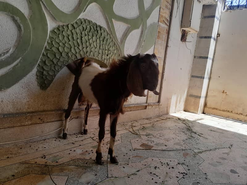 bakra ando 3