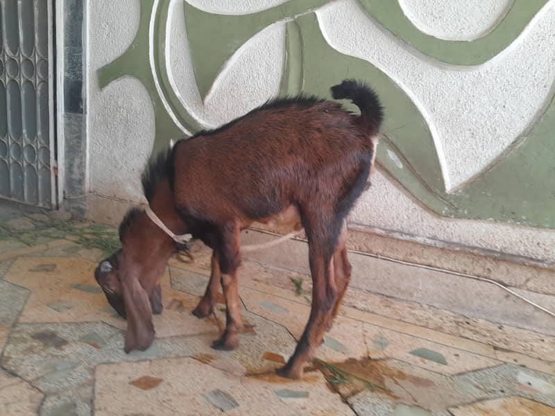 bakra ando 4