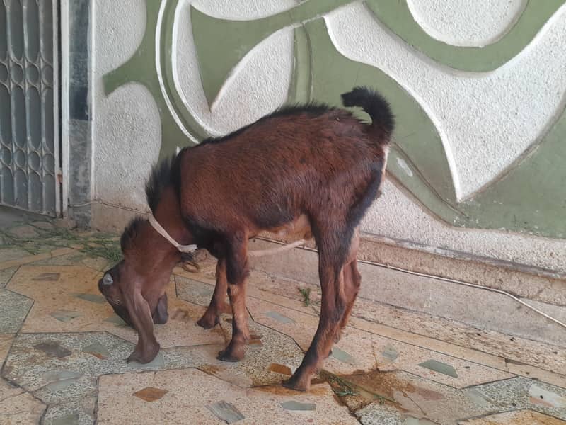 bakra ando 5
