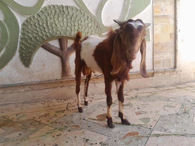 bakra ando 6