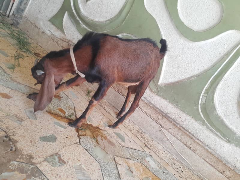 bakra ando 7
